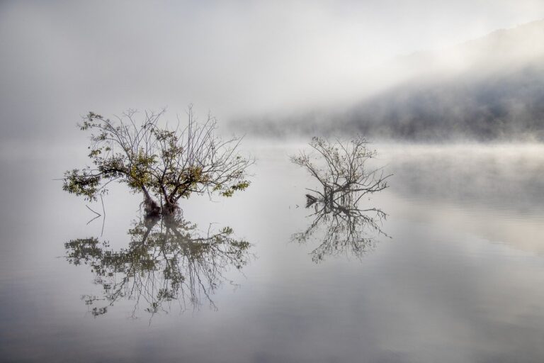 lake, fog, nature-7553642.jpg